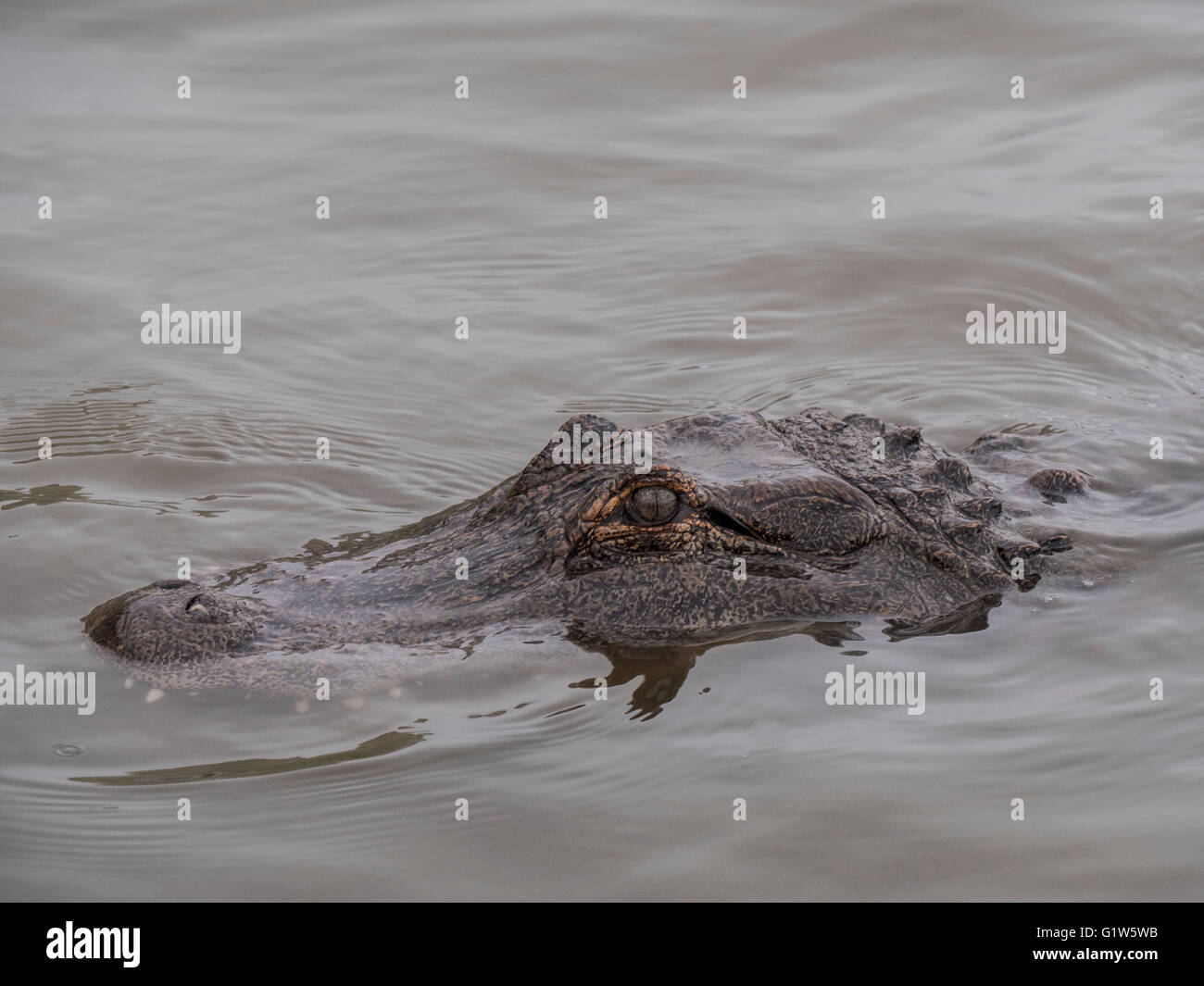 Alligatoren, Colorado Gators Reptilien Park, Mosca, Colorado. Stockfoto