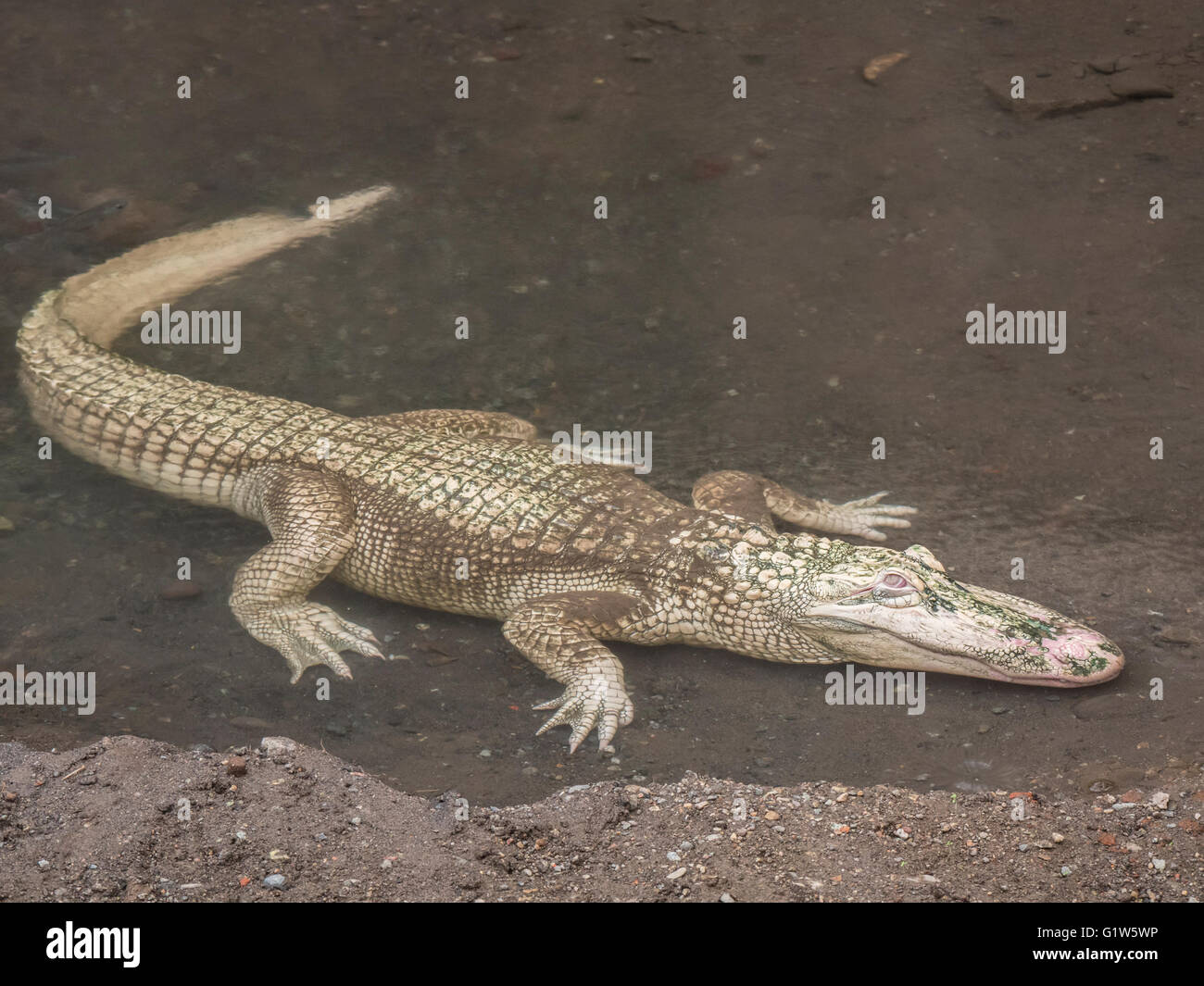 Seltenen Albino Alligator, Colorado Gators Reptilien Park, Mosca, Colorado. Stockfoto