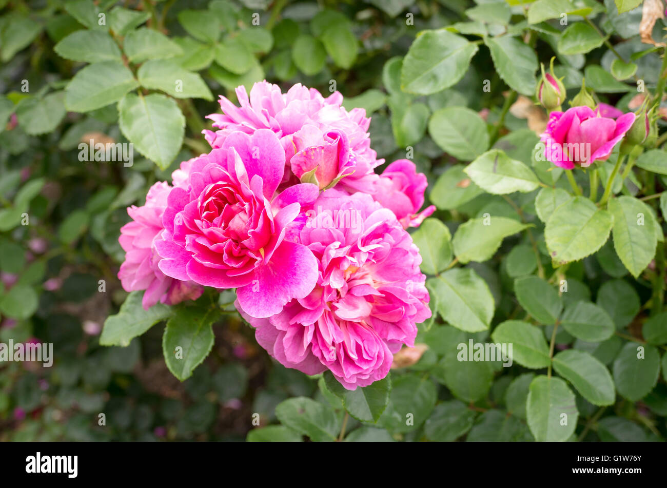 Rosa Rosa Prinzessin Anne in Blüte im Herbst Stockfoto