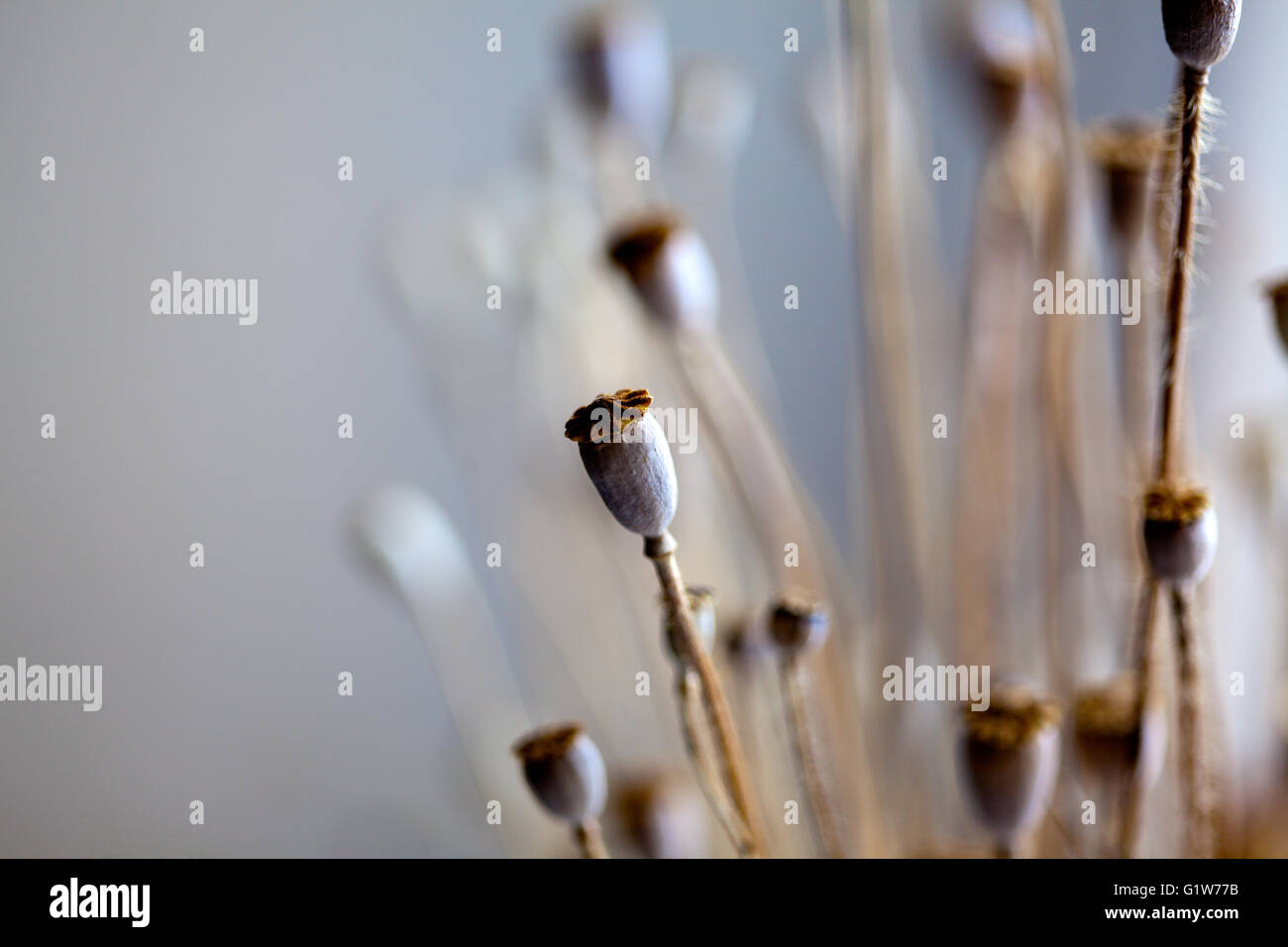 Herbst-Konzept-Bild mit trockenen Mohn Hülsen Stockfoto