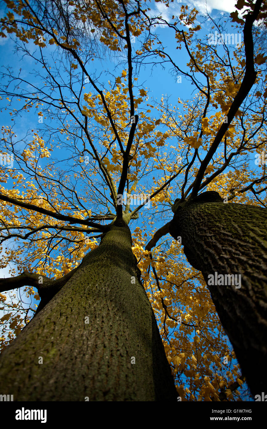 Baum im Herbstfarben an einem sonnigen Tag Stockfoto