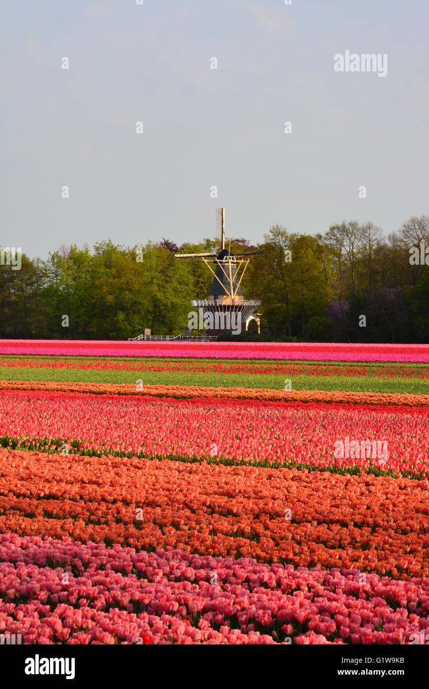 Keukenhof Windmühle und Felder der Tulpen Stockfoto