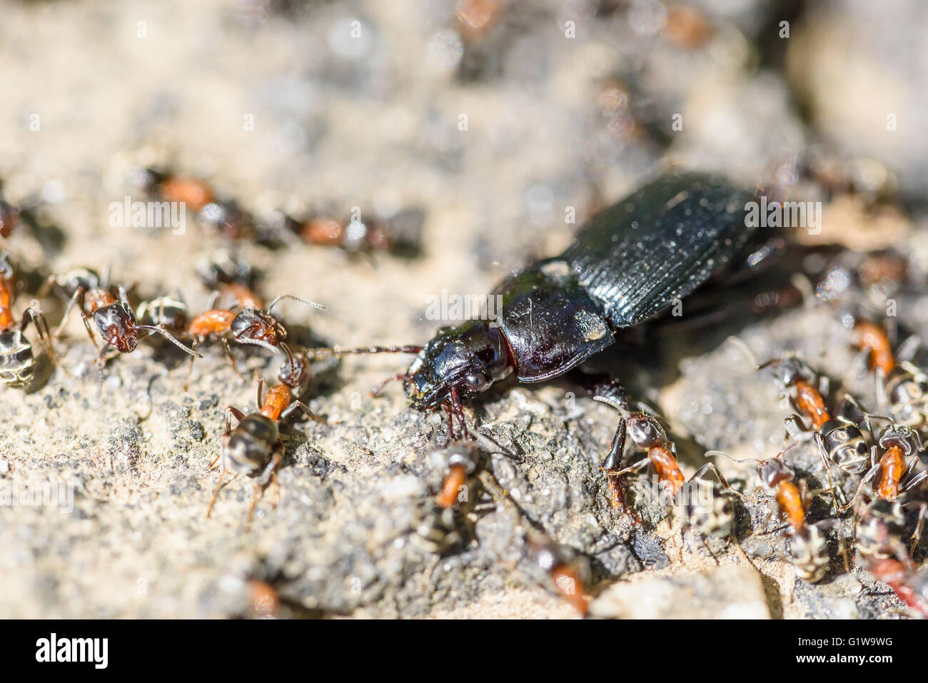 Kolonie von Ameisen zerstückeln und Essen Käfer Closeup Stockfoto