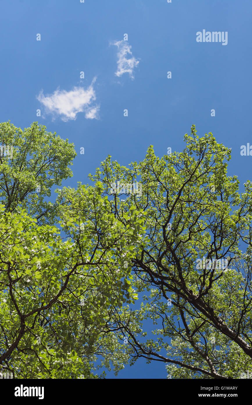 Die Espe grüne Blätter auf dem Hintergrund des blauen Himmels und der Wolken. Stockfoto