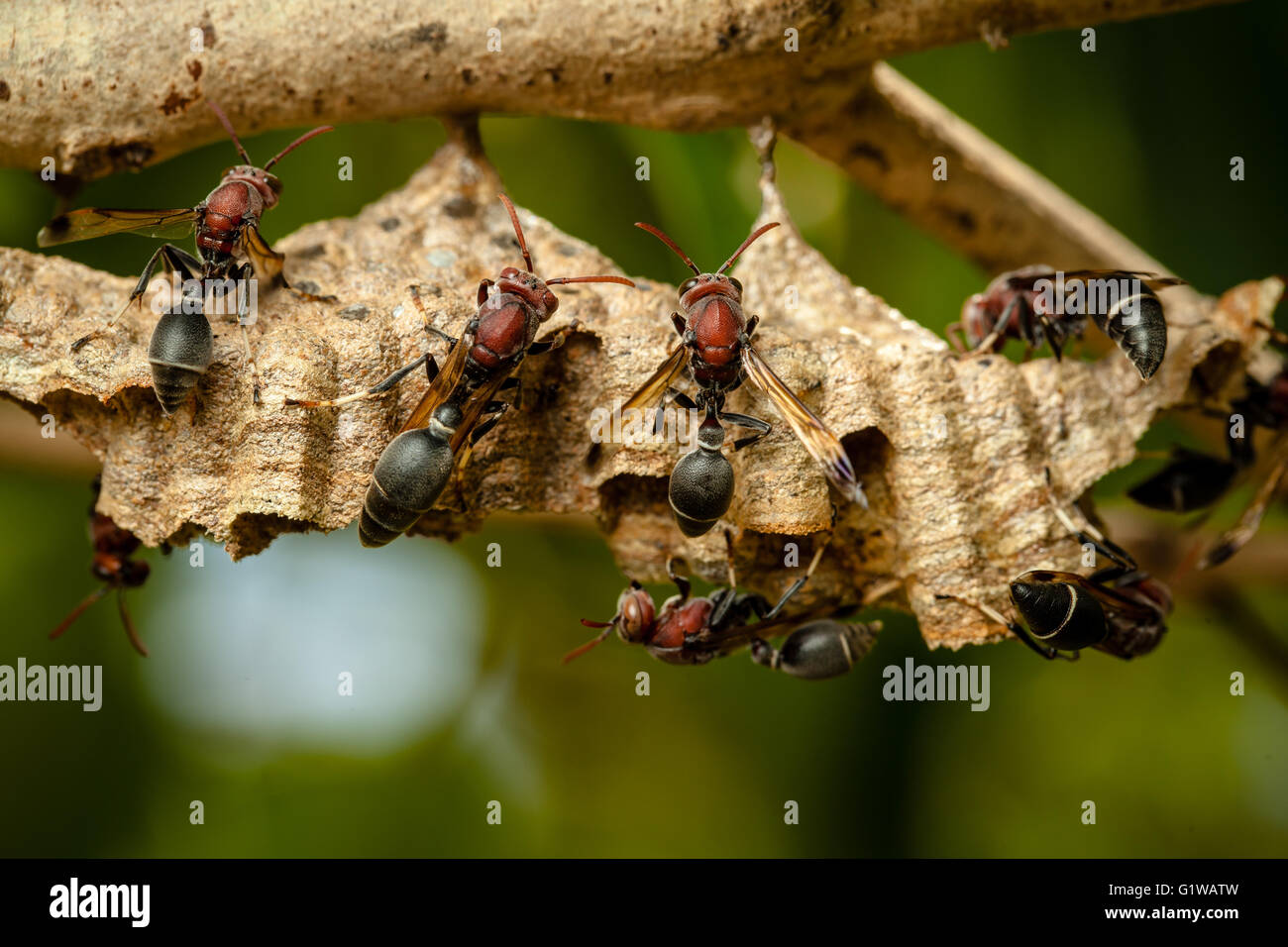 Wespen auf dem Nest. Stockfoto