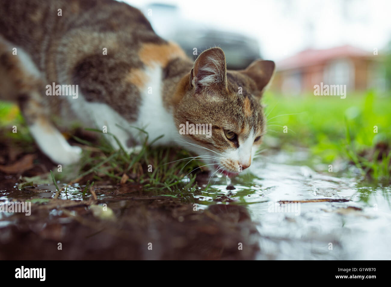 Eine streunende Katze Trinkwasser aus der Pfütze Stockfoto