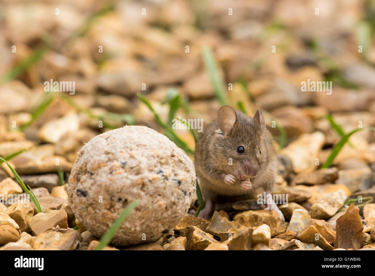 Maus (Mus Musculus) am hinteren Beine Reinigung Pfote neben Fett-Ball, Fütterung, Vorderansicht, auf Schotter mit Grashalmen, Tag UK Garten Stockfoto