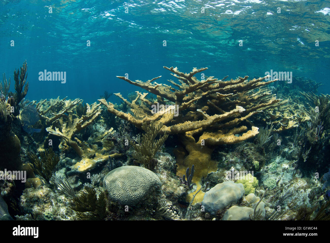 Blick auf ein Korallenriff in der Abacos.  Steinkorallen sind reichlich vorhanden. Stockfoto
