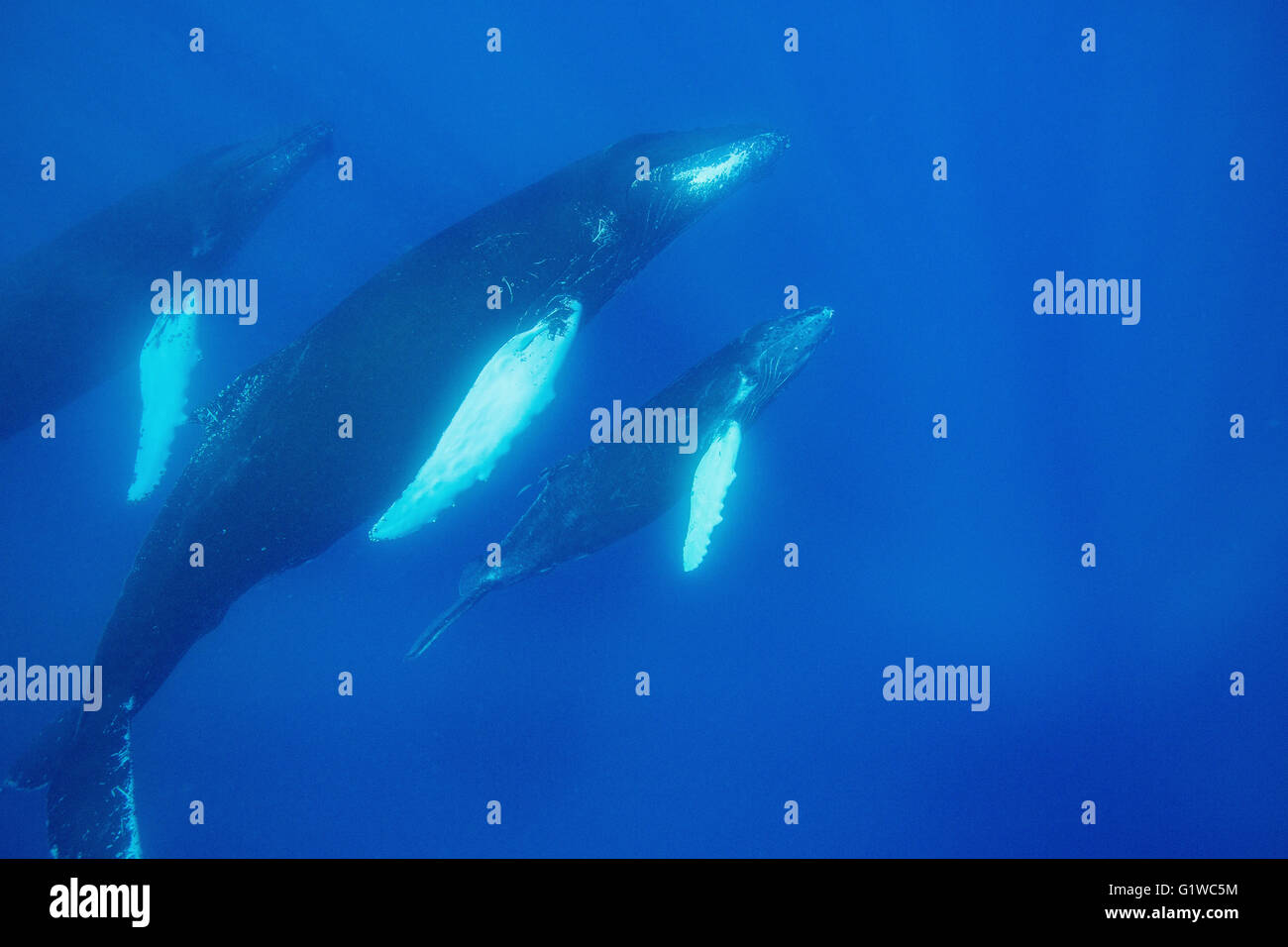 Buckelwale, Mutter, Kalb und Escort. Stockfoto