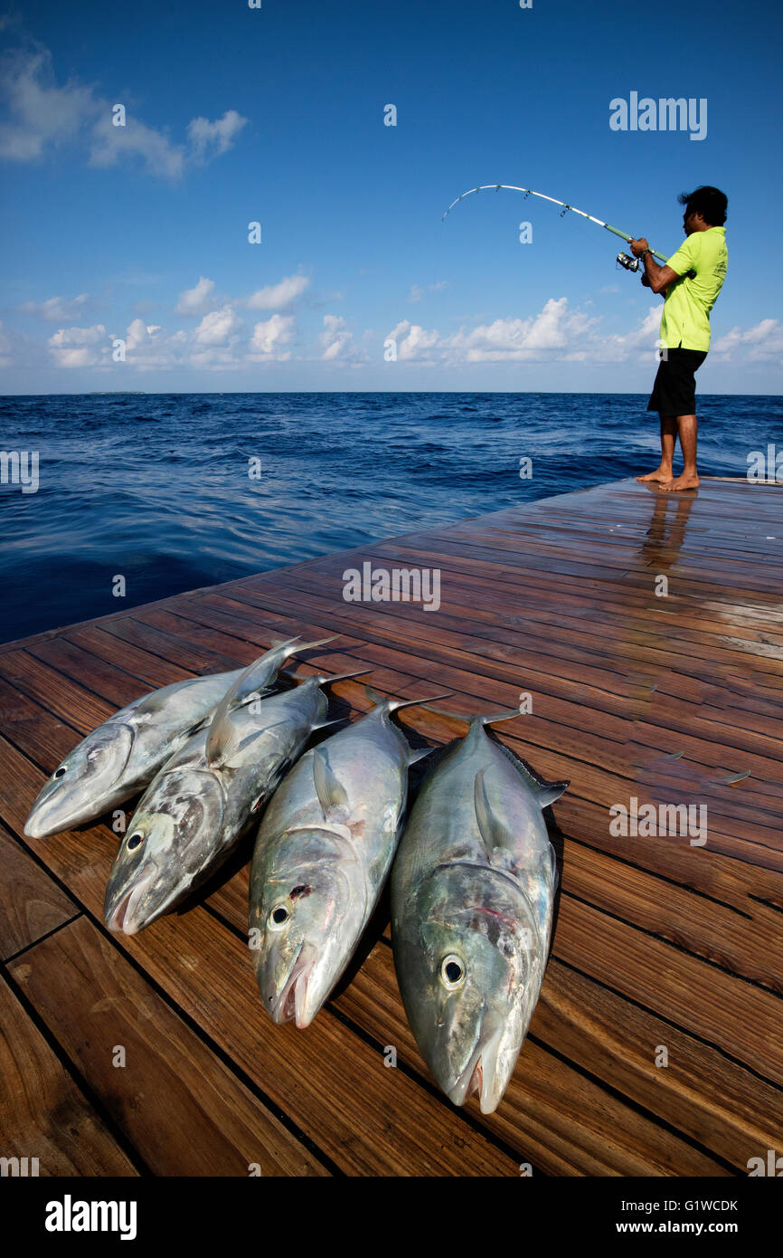 Tauchsafari Crew Fische für Buben um Sushi zu machen. Stockfoto