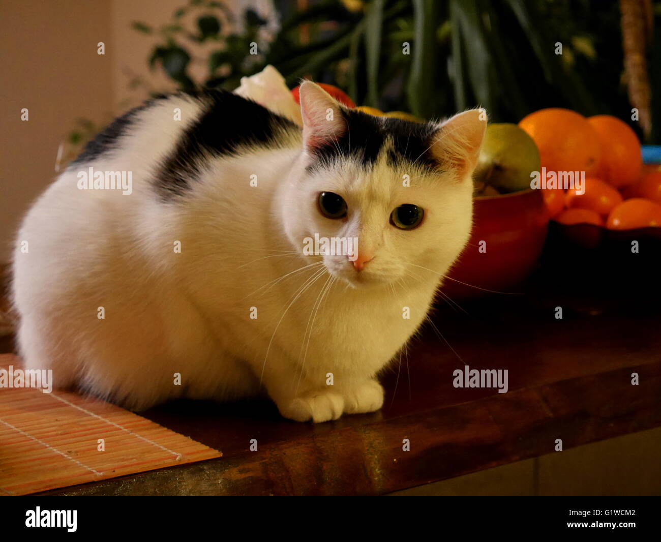 Schwarzen & weiße Katze mit einigen Früchten Stockfoto