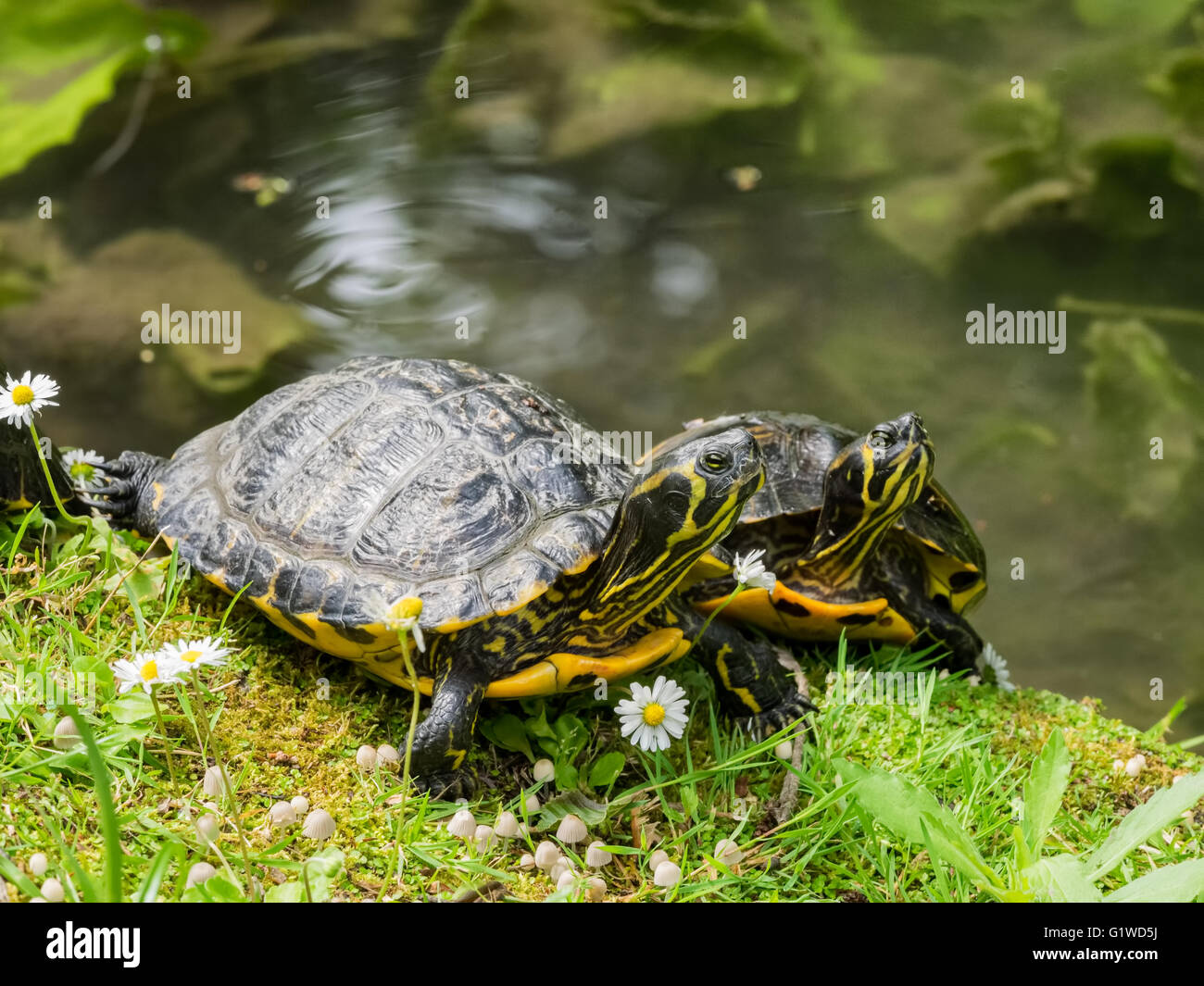 Schildkröten im Botanischen Garten in Lucca, Italien Stockfoto