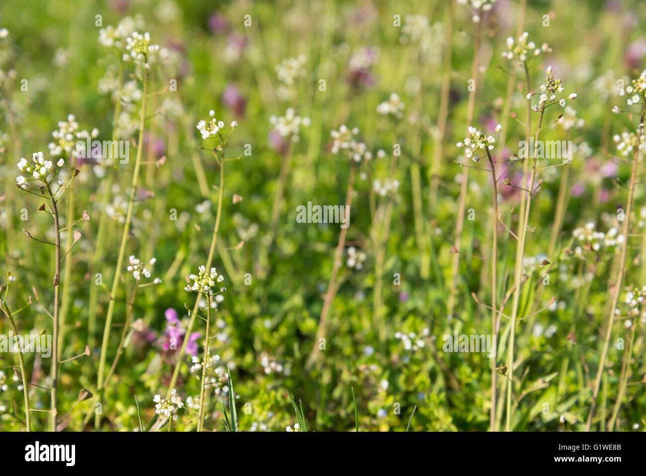 Capsella Bursa-Pastoris (Hirtentäschel) im Garten. Natürlichen Hintergrund Stockfoto