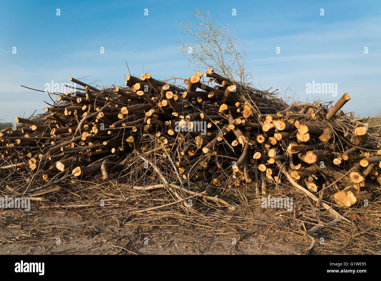 Stapel von geschnittenen Bäumen gestapelt unter blauem Himmel. Kiefer Holz Industrie. Umgestürzte Bäume. Fällen und Schneiden von Wäldern Stockfoto