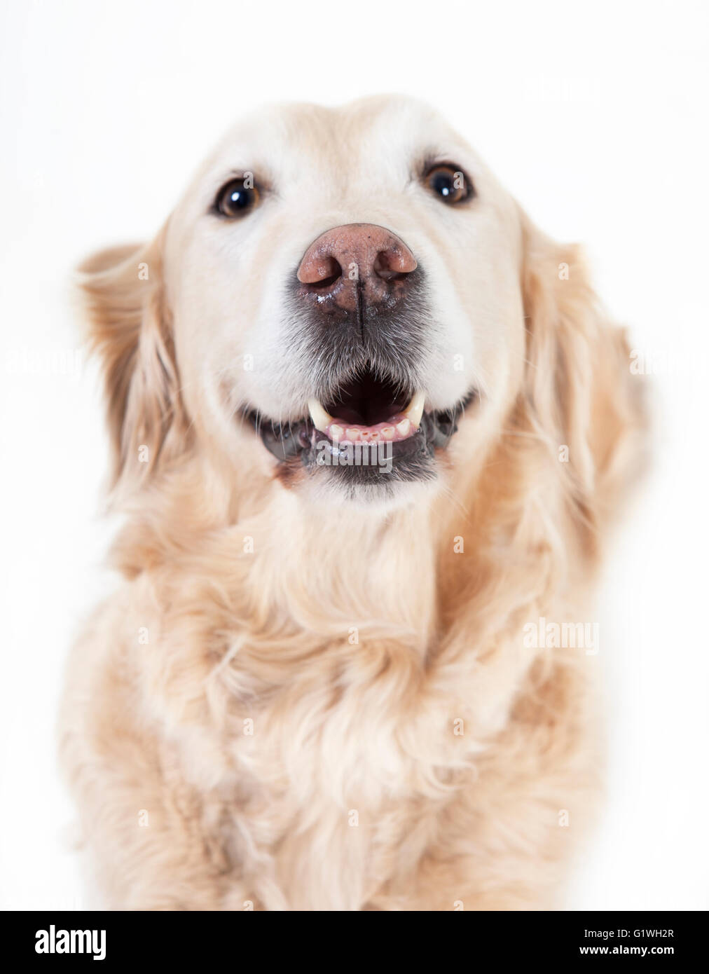 ein golden Retriever Hund schaut mit offenem Mund in die Kamera, Hintergrund weiß, optional Stockfoto