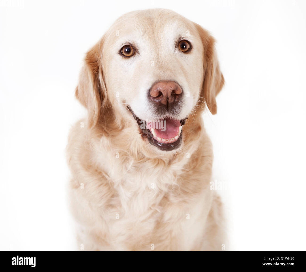 ein golden Retriever Hund schaut mit offenem Mund in die Kamera, Hintergrund weiß, isoliert Stockfoto