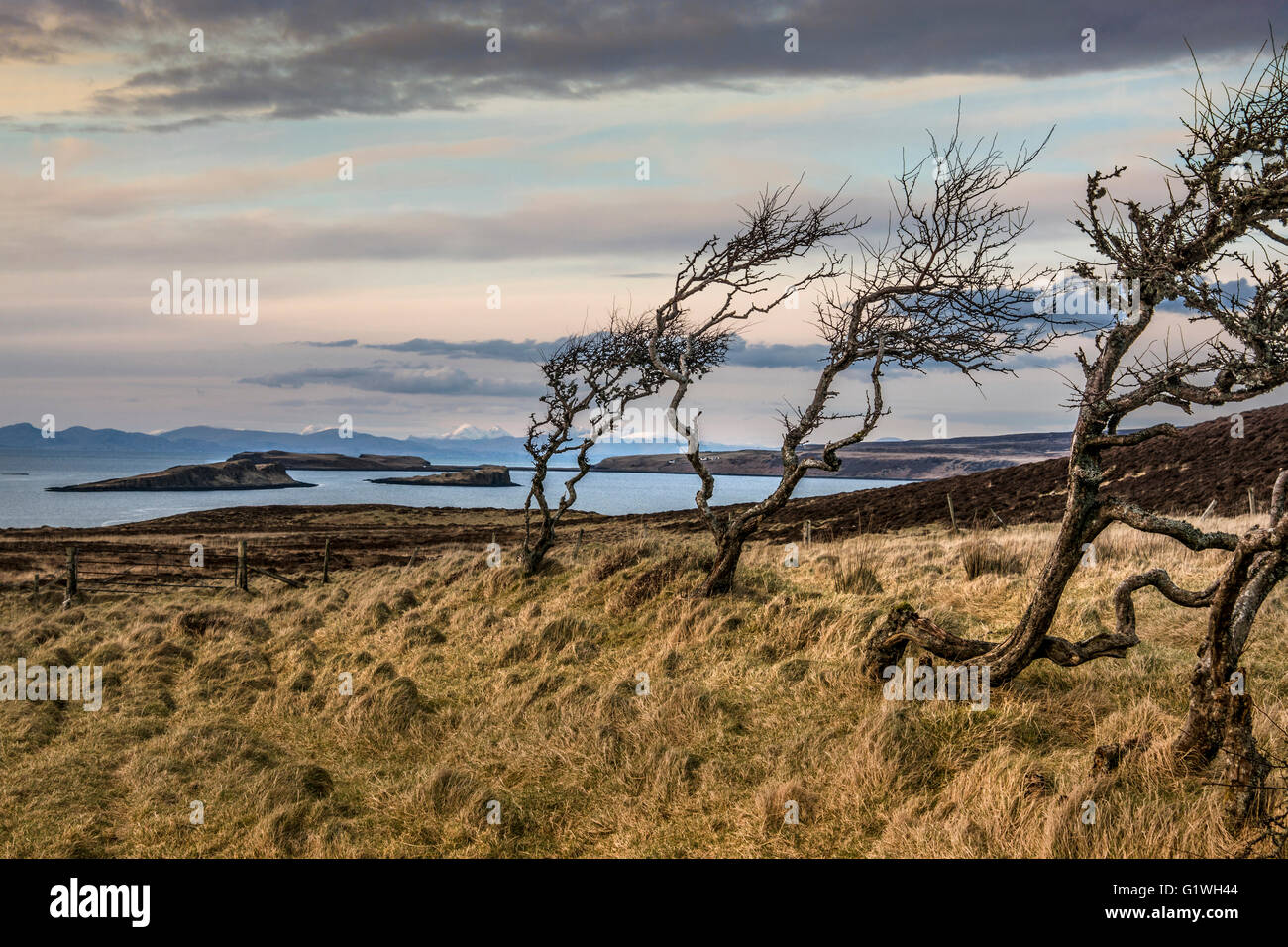 knorrigen Hawthorns wie hedge-Relikt im Coral Bay / Strand dunvegan Stockfoto