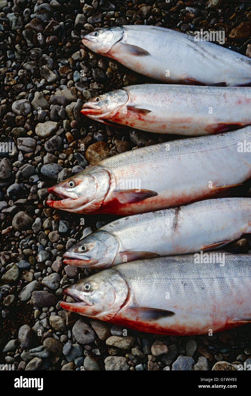 Frisch gefangener Wildlachs; Sibirien; Magadan Region; Russischen Föderation; ehemaligen UdSSR; Sowjetunion Stockfoto