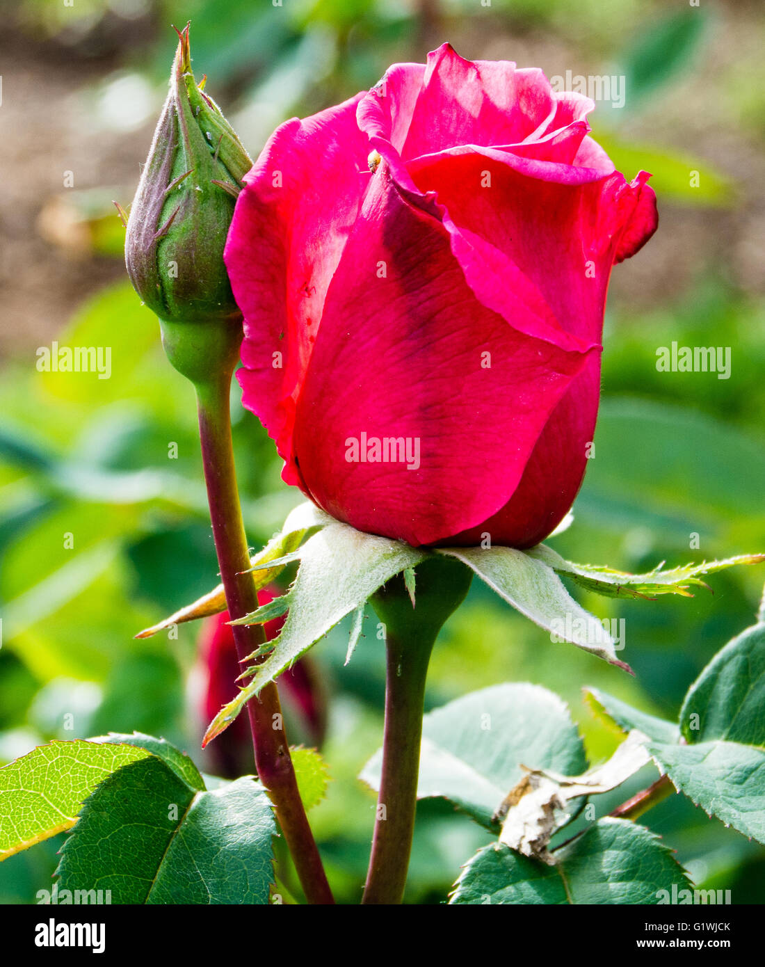 Der erste Preis hybride Terose wächst im Woodland Park Rose Garden Stockfoto