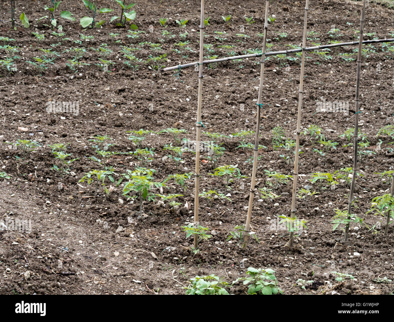 Salat ernten. Stockfoto