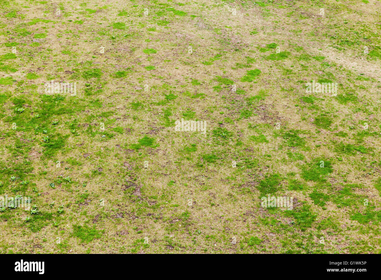 Grüne frische Rasen der leeren Wiese, natürliche Hintergrundtextur Stockfoto