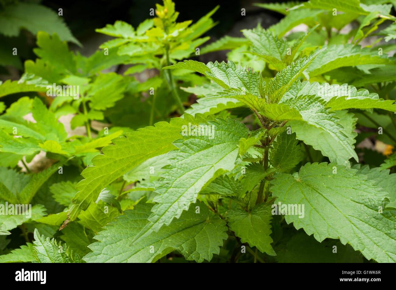 Grüne Brennessel (Urtica Dioica) im Garten Stockfoto