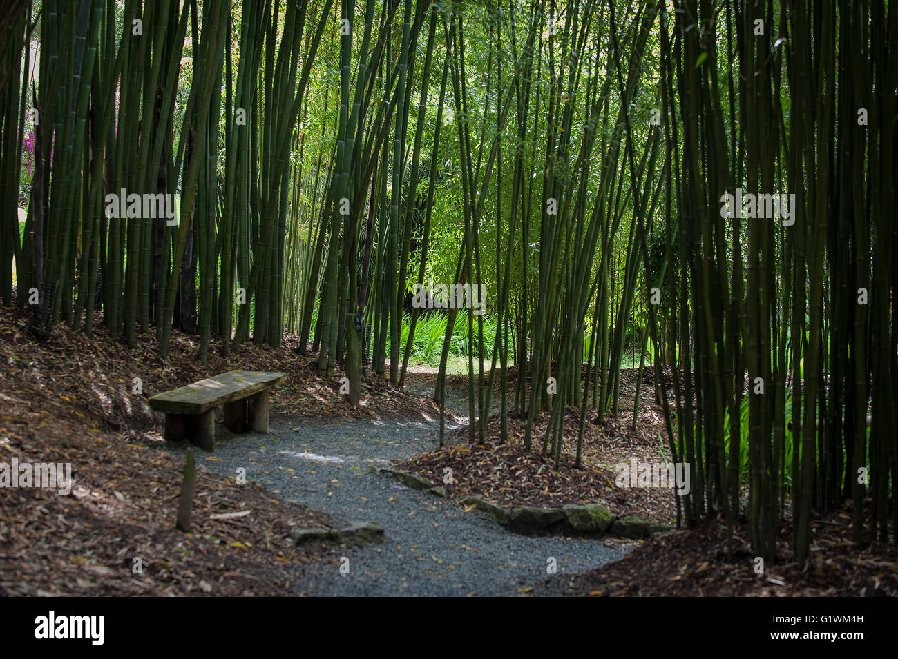 Ein Hain von Bambus im Trebah Garten in Cornwall. Stockfoto