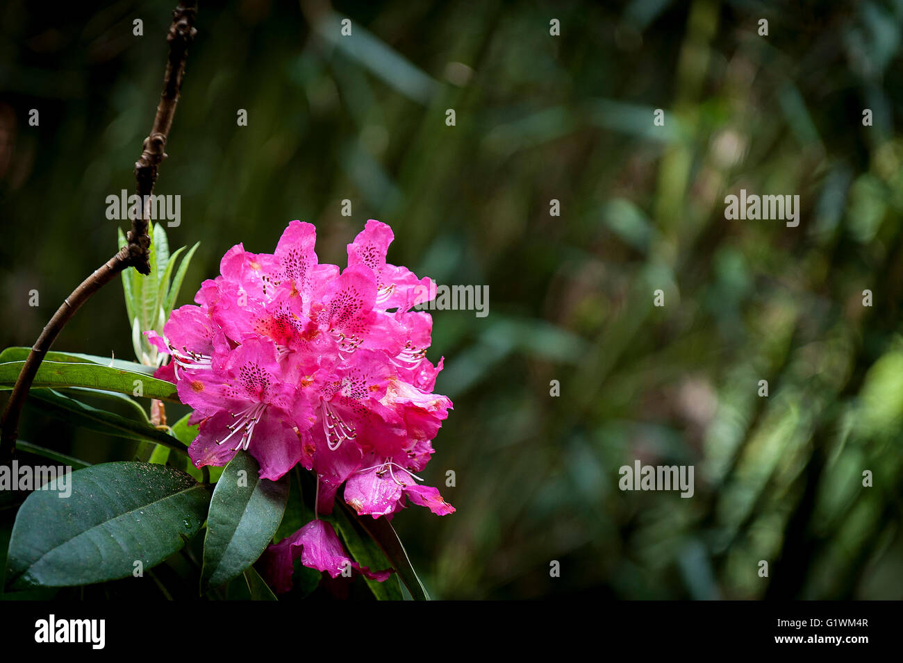 Rhododendron. Cynthia. Stockfoto