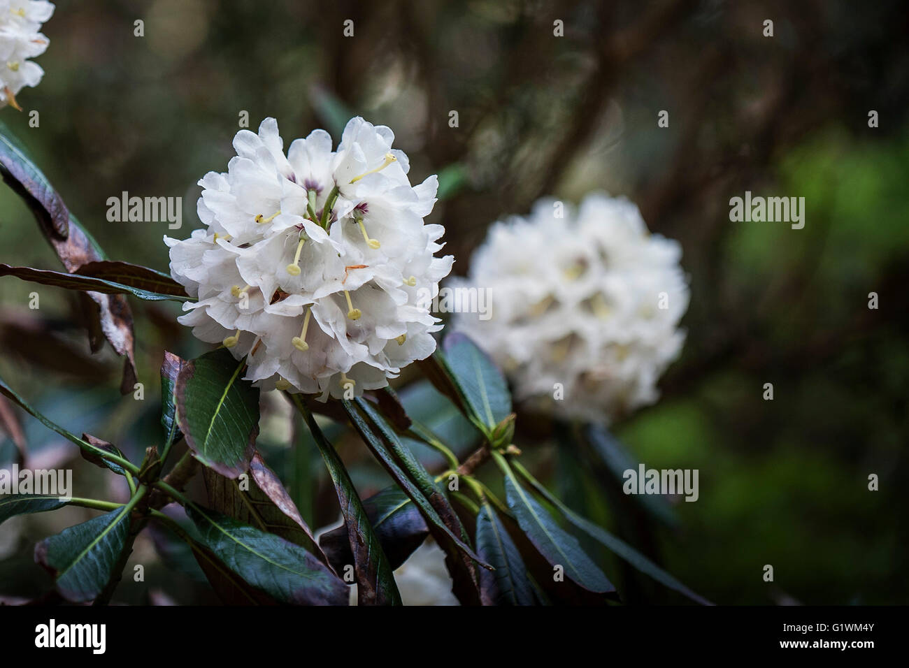 Rhododendron Falconeri. Stockfoto