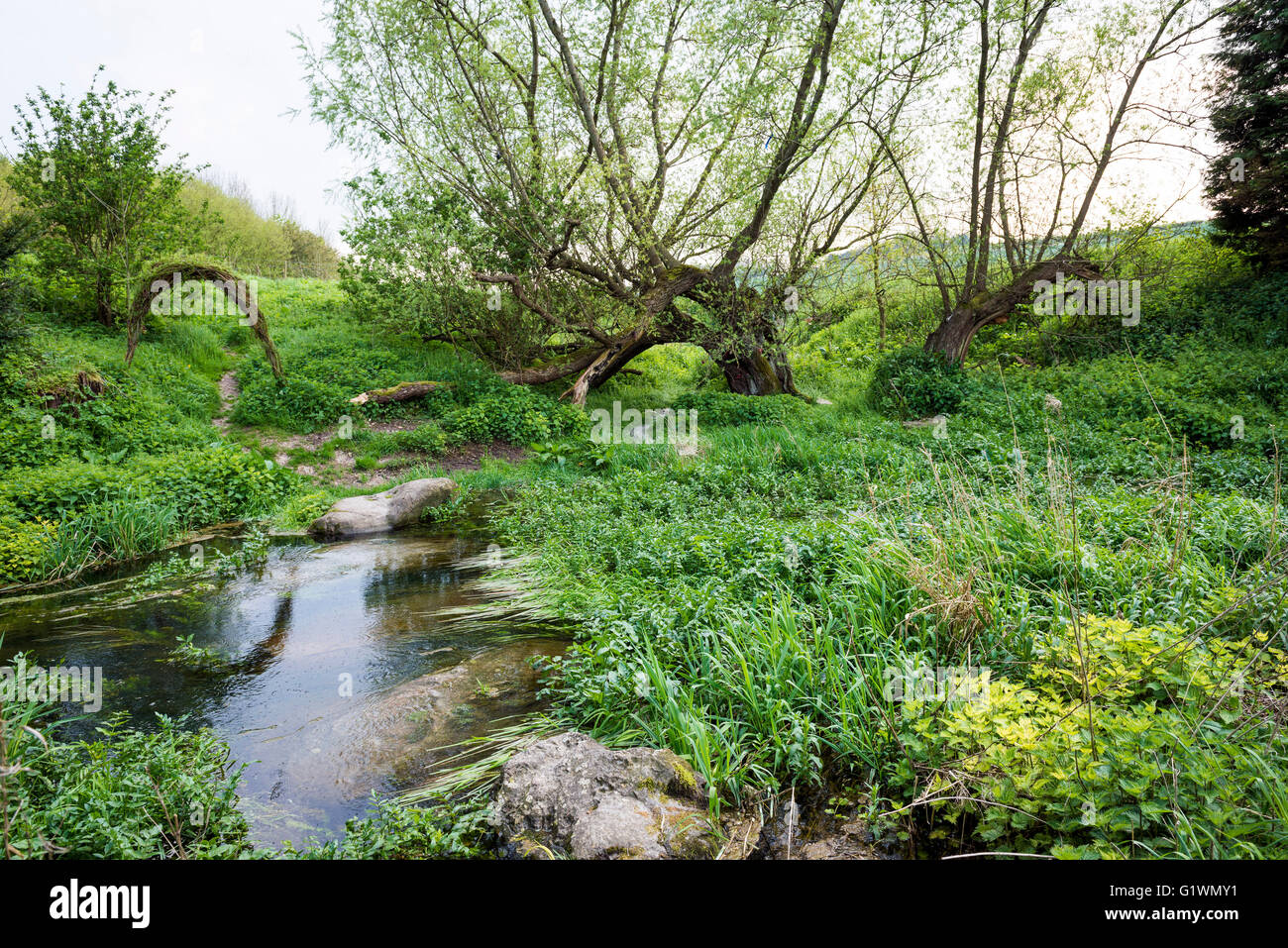 Beginn des Flusses Kennet an der Quelle bei Swallowhead Spring in der Nähe von Avebury, Wiltshire, UK Stockfoto
