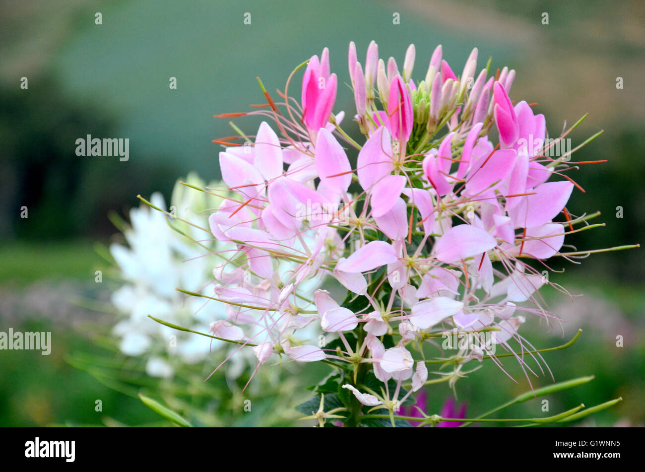 Cleome Spinosa Jacq, Spinne Blume, stachelige Spinne-Blume, rosa queen Stockfoto