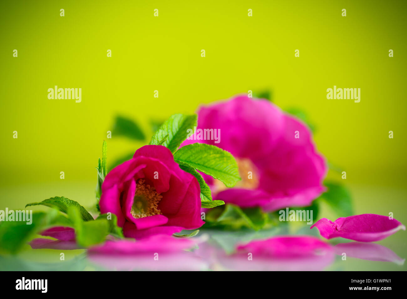 Blume blüht Wild Rose Stockfoto