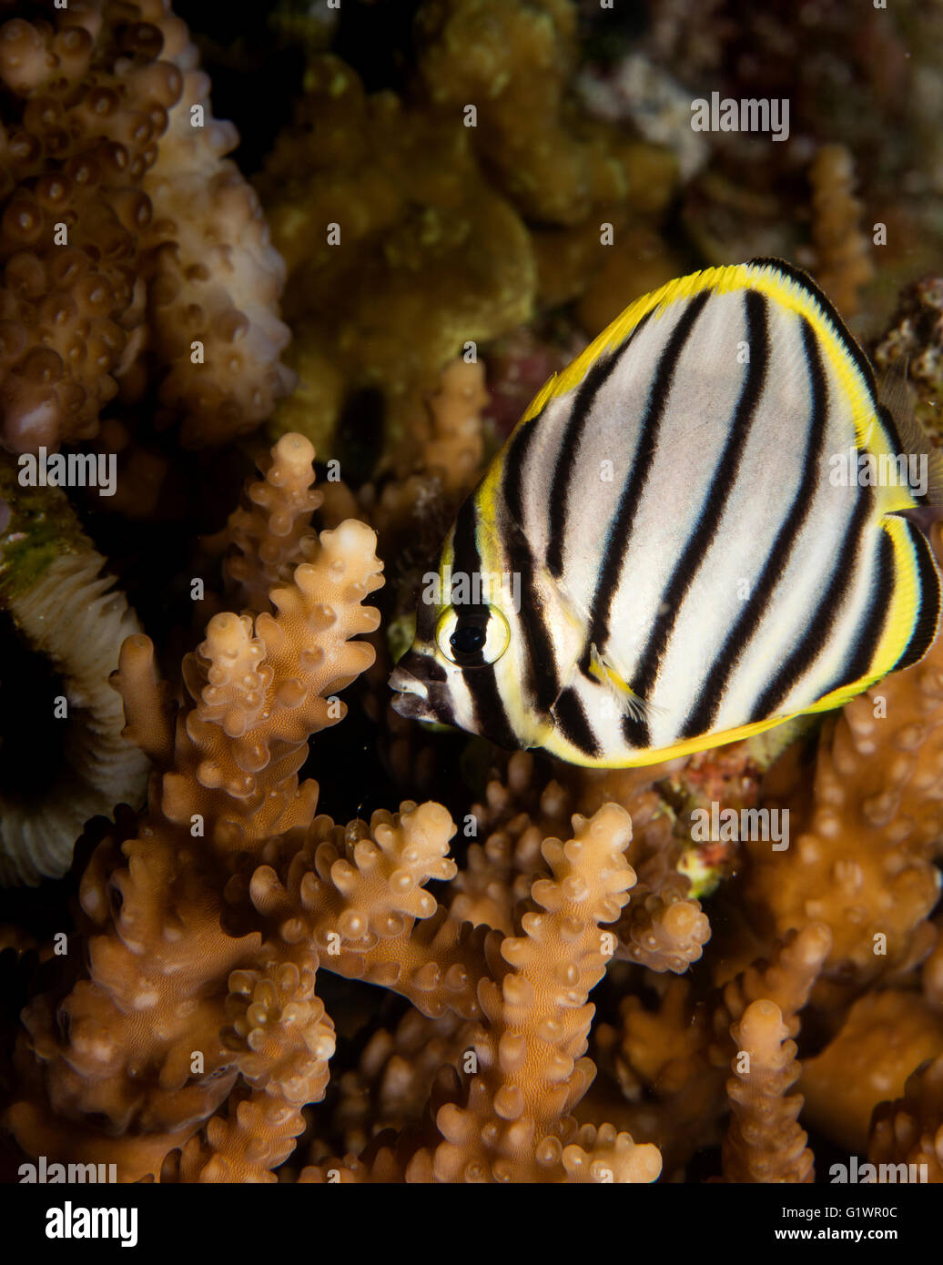 Meyers Butterflyfish hält inmitten Hirschhorn Korallen. Stockfoto