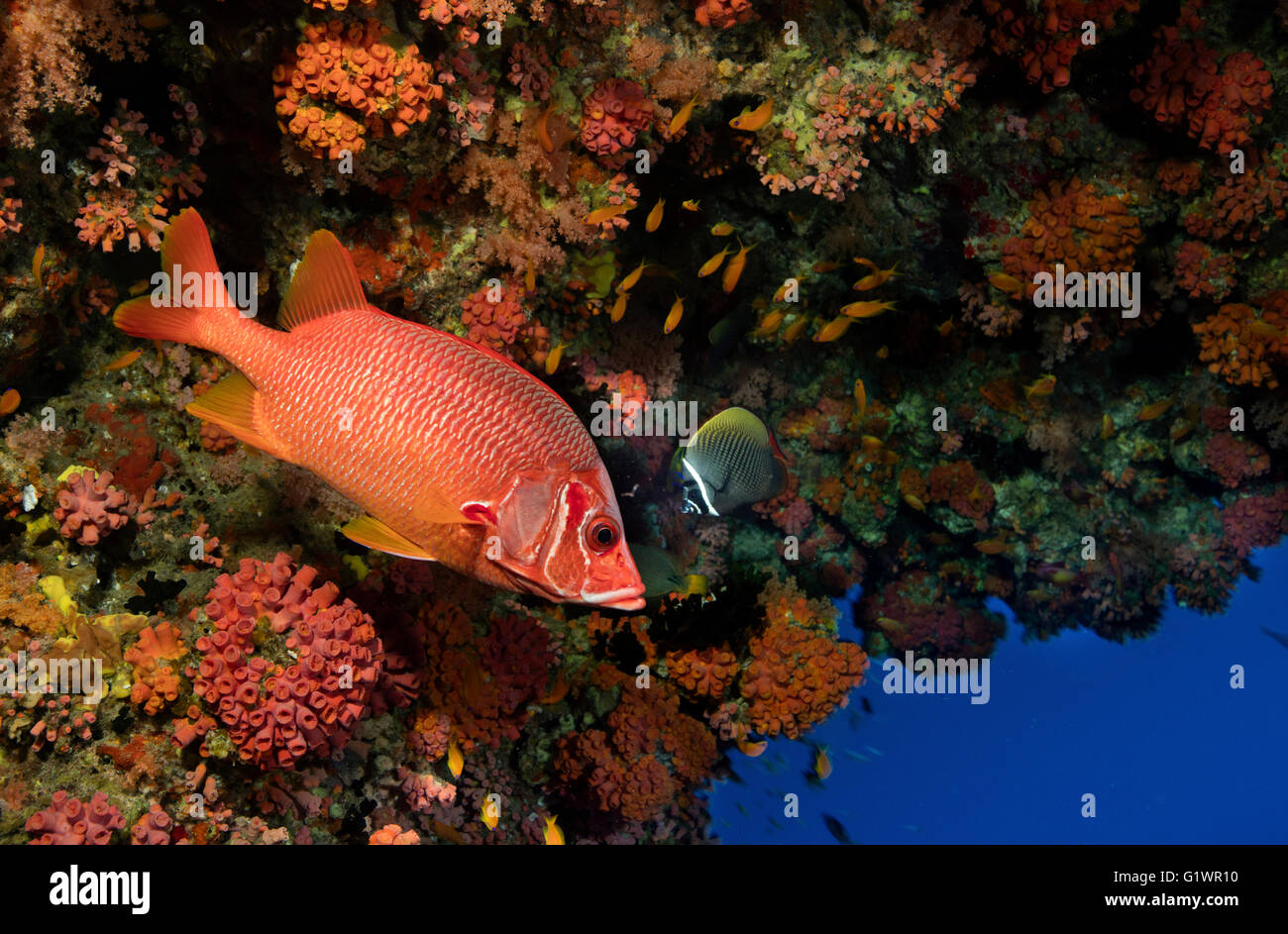 Lebendigen Farben von einem Sabre squirrelfish Stockfoto