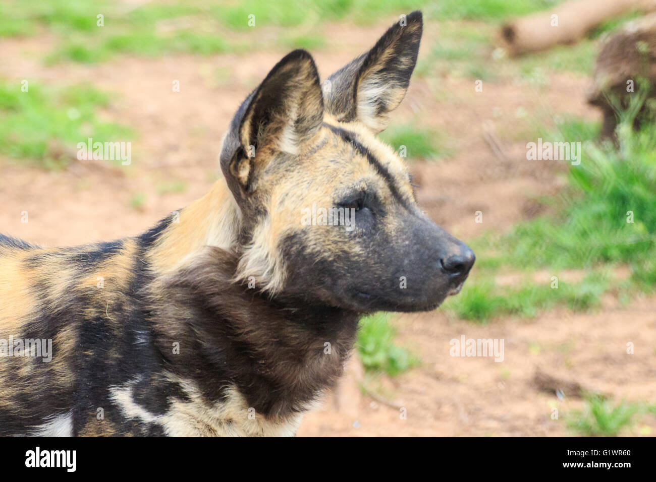 Porträt eines afrikanischen gemalten Hund Stockfoto