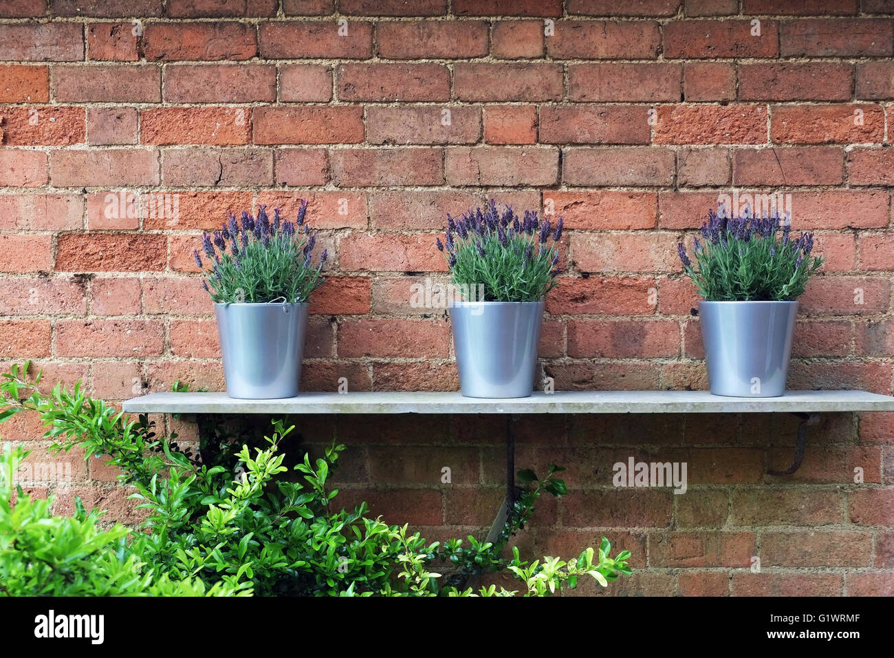 Drei französische Lavendelpflanzen in einer Reihe. Stockfoto