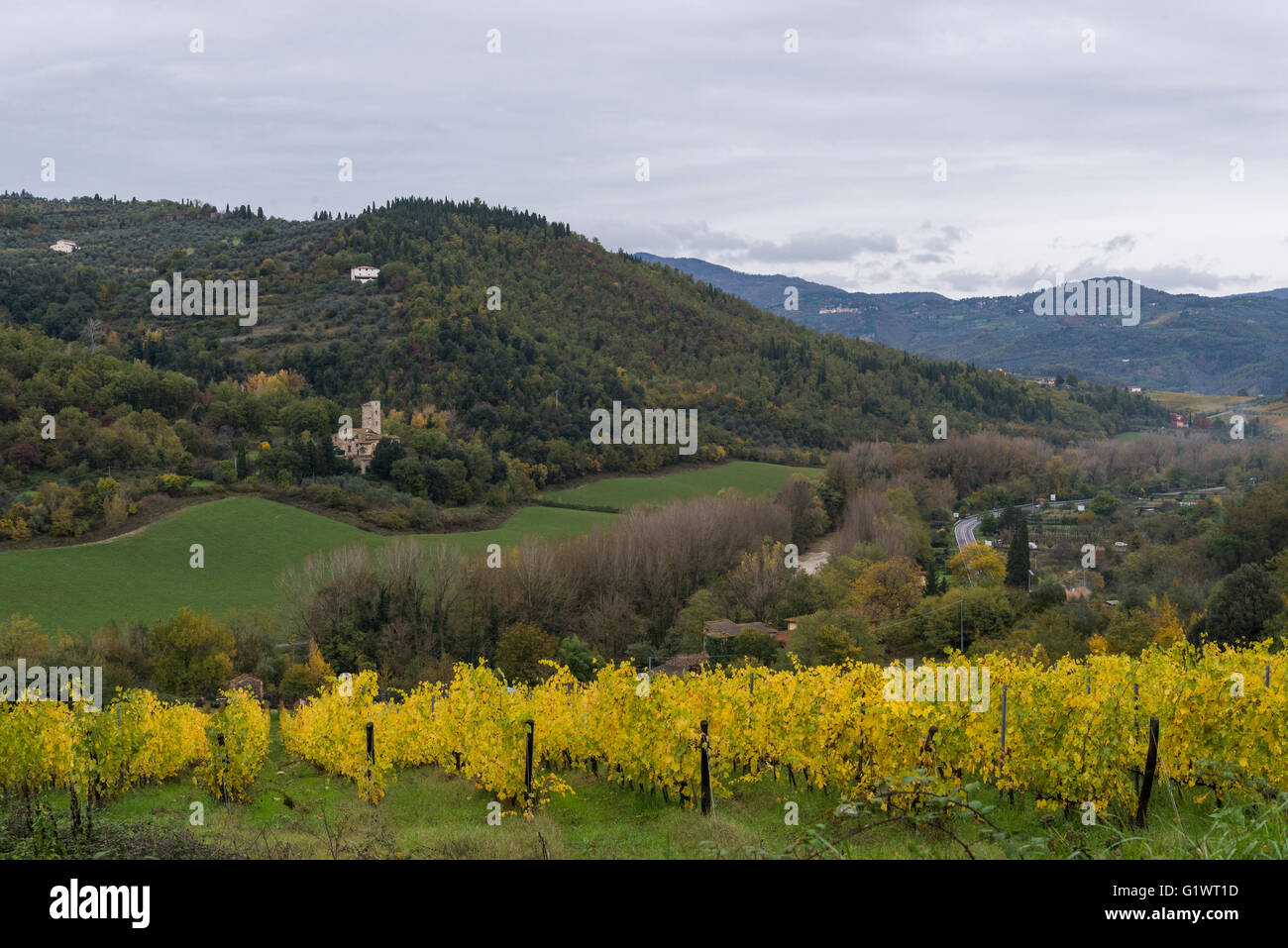 Weinberge von Fattoria Selvapiana im Bereich Chianti Rufina, Pontassieve Stockfoto