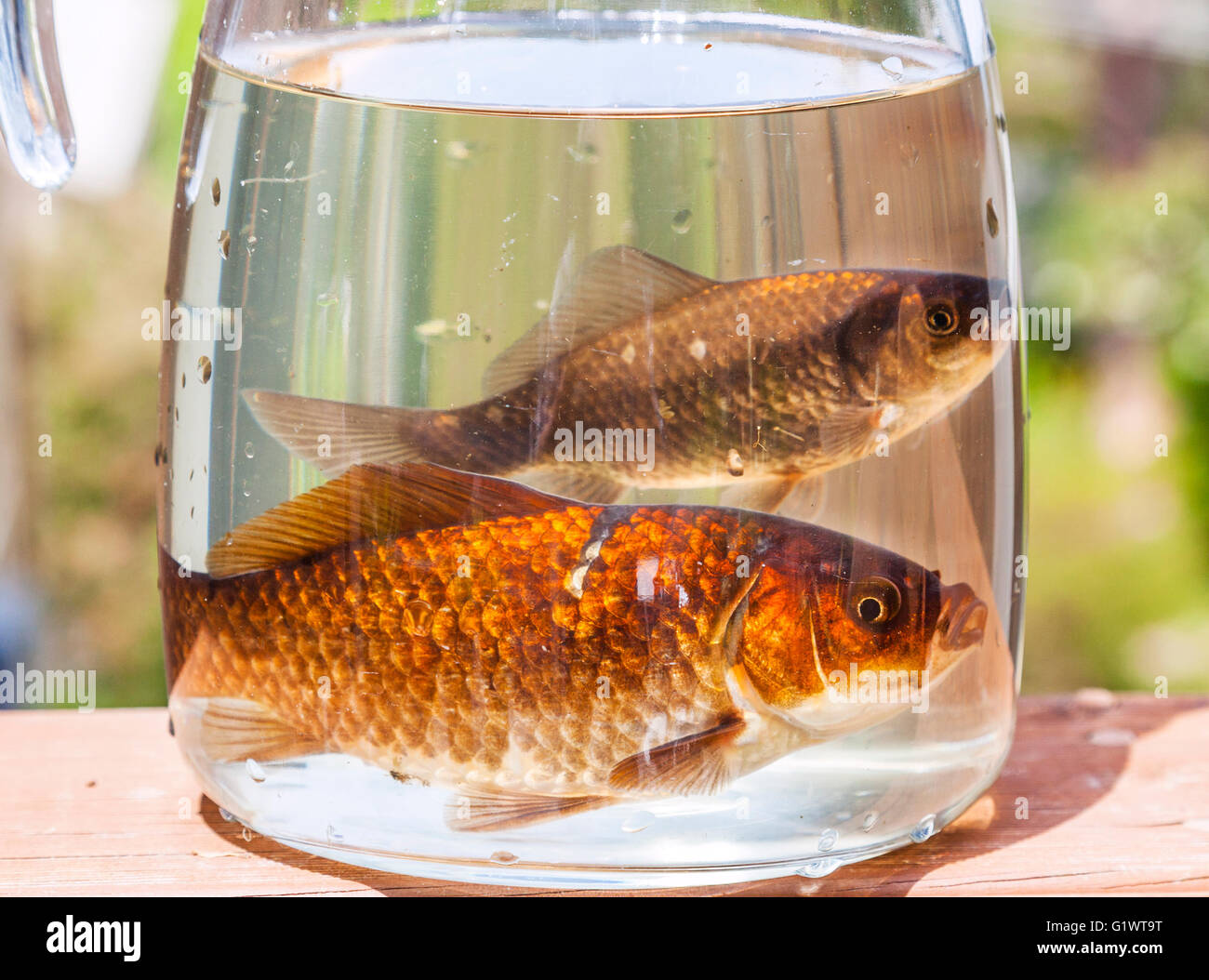 Goldfisch im glas -Fotos und -Bildmaterial in hoher Auflösung – Alamy