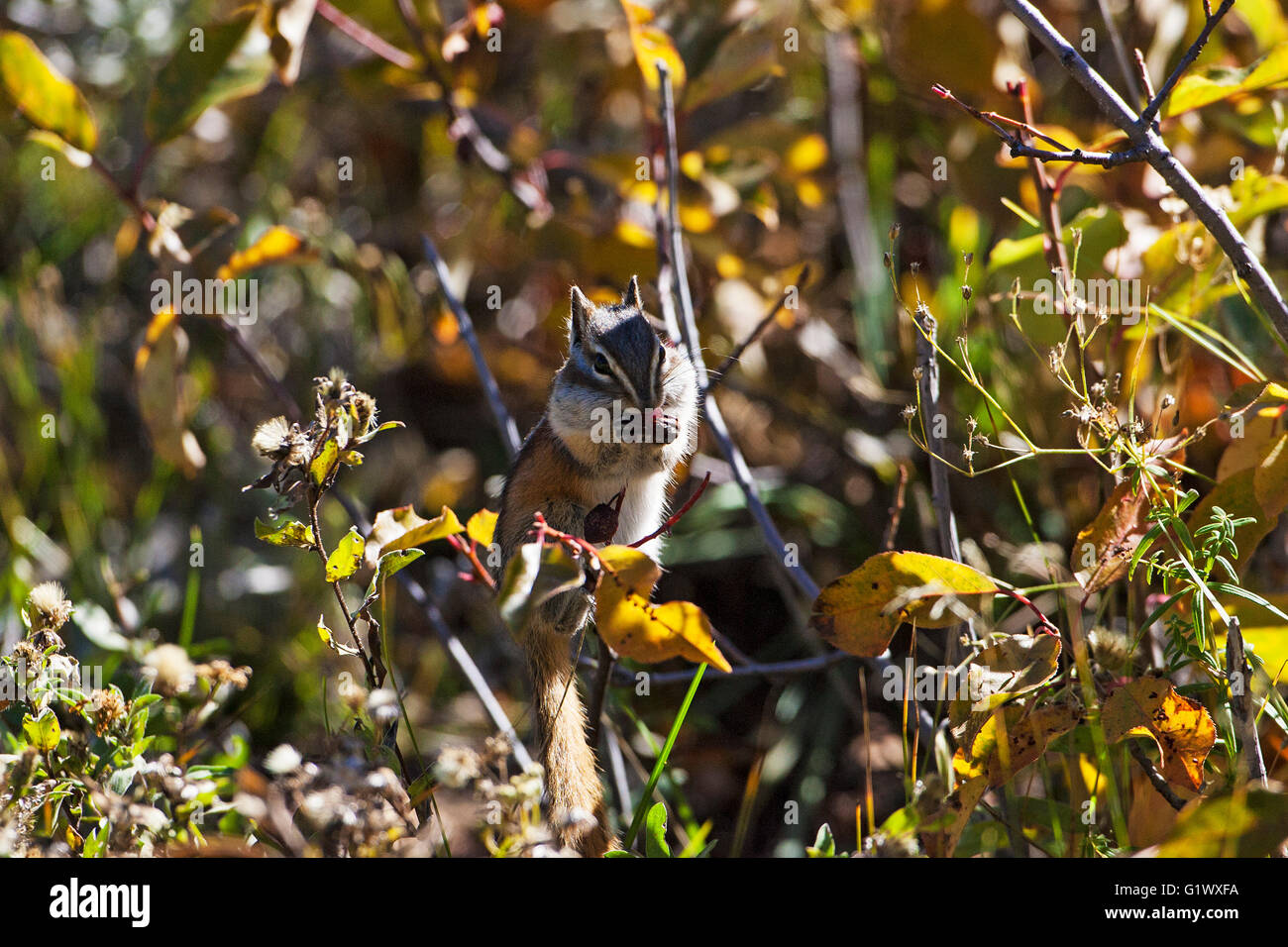Wenigsten Streifenhörnchen Eutamias Zip ernähren sich von Beeren des westlichen Elsbeere Amelanchier Alnifolia Lily Lake Rocky Mountains Natio Stockfoto