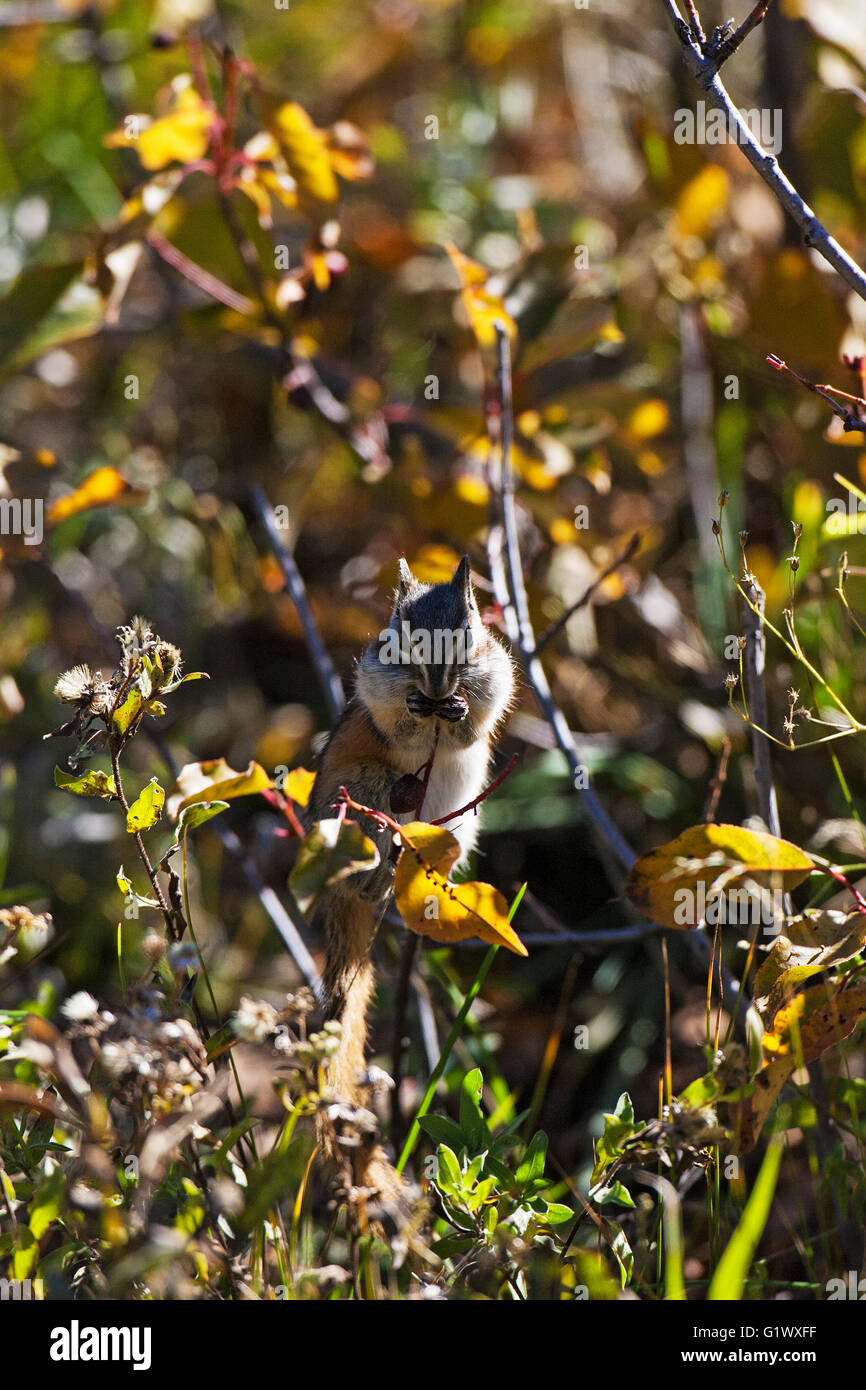 Wenigsten Streifenhörnchen Eutamias Zip ernähren sich von Beeren des westlichen Elsbeere Amelanchier Alnifolia Lily Lake Rocky Mountains Natio Stockfoto