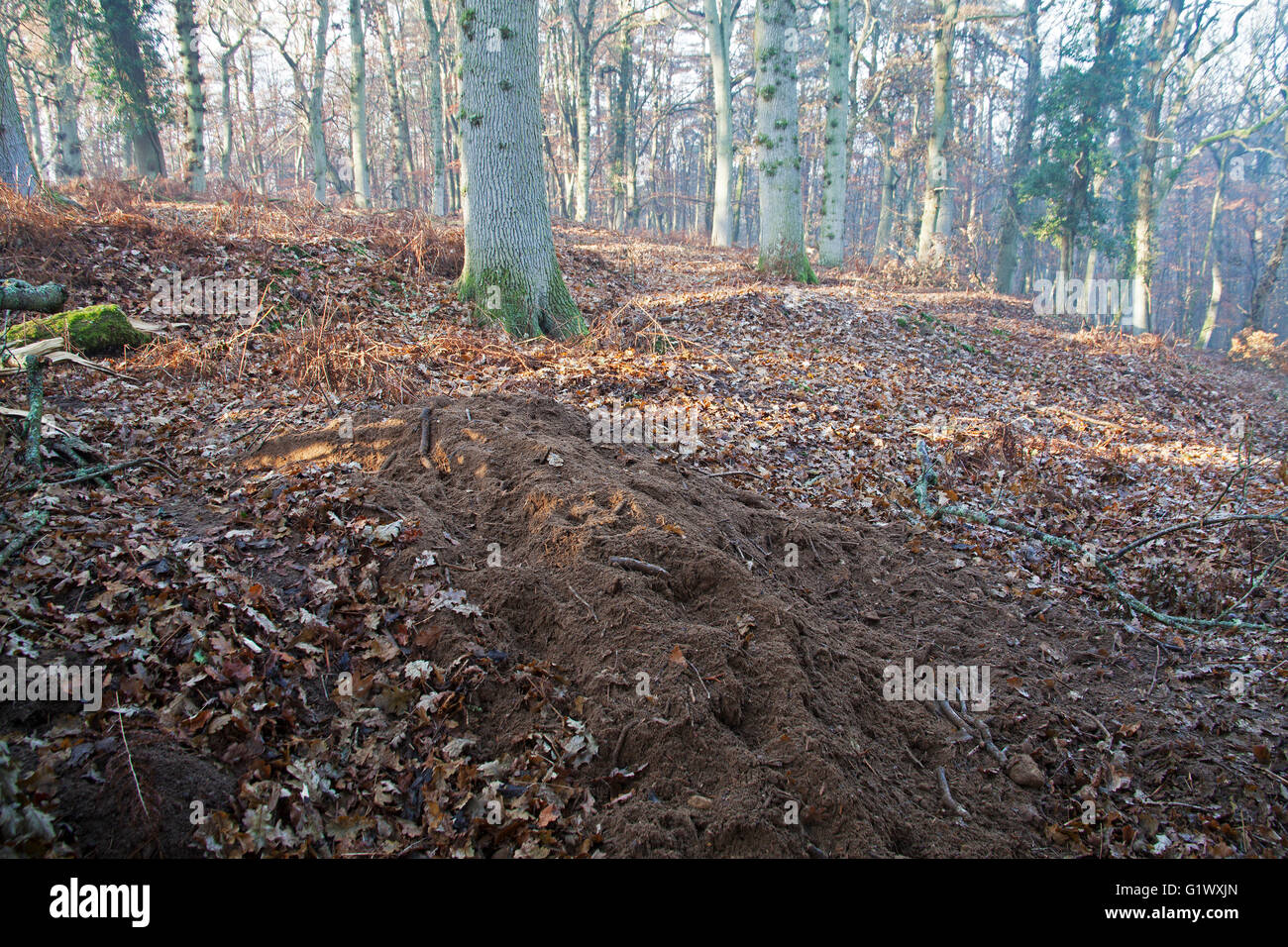 Dachs Meles Meles Berge von Bodenaushub an ein Sett in Amberwood Einzäunung New Forest Nationalpark Hampshire England UK Stockfoto