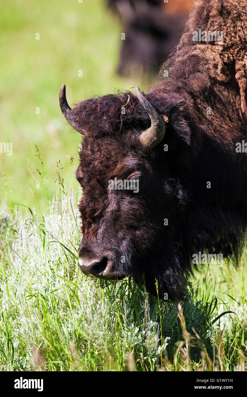 Amerikanische Bison Bison Bison Erwachsene Kuh Mauser Lamar Valley Yellowstone Nationalpark, Wyoming USA Juni 2015 Stockfoto