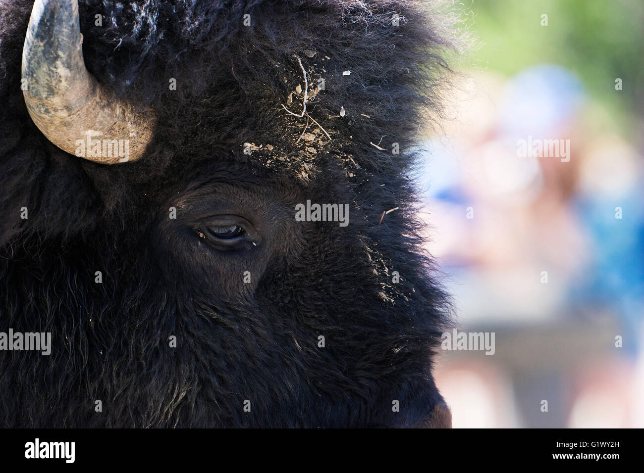 Amerikanischer Bison Bison Bison Kopf und Auge Nahaufnahme von männlichen Hayden Valley Yellowstone Nationalpark, Wyoming USA Juni 2015 Stockfoto