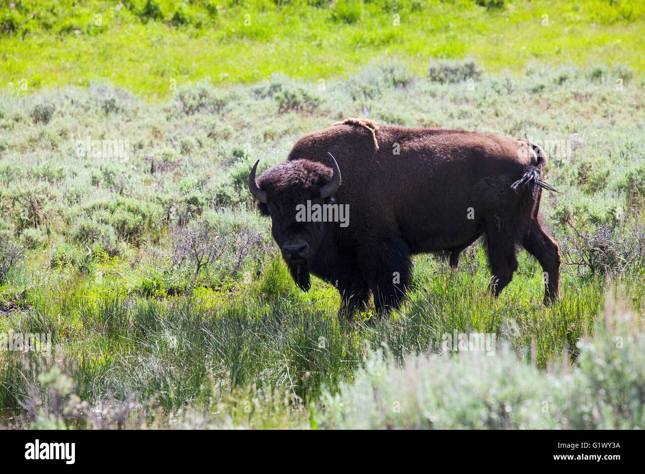 Amerikanische Bison Bison Bison männlichen unter Silber Salbei Busch Beifuss Cana Lamar Valley Yellowstone Nationalpark Wyoming USA Juni Stockfoto
