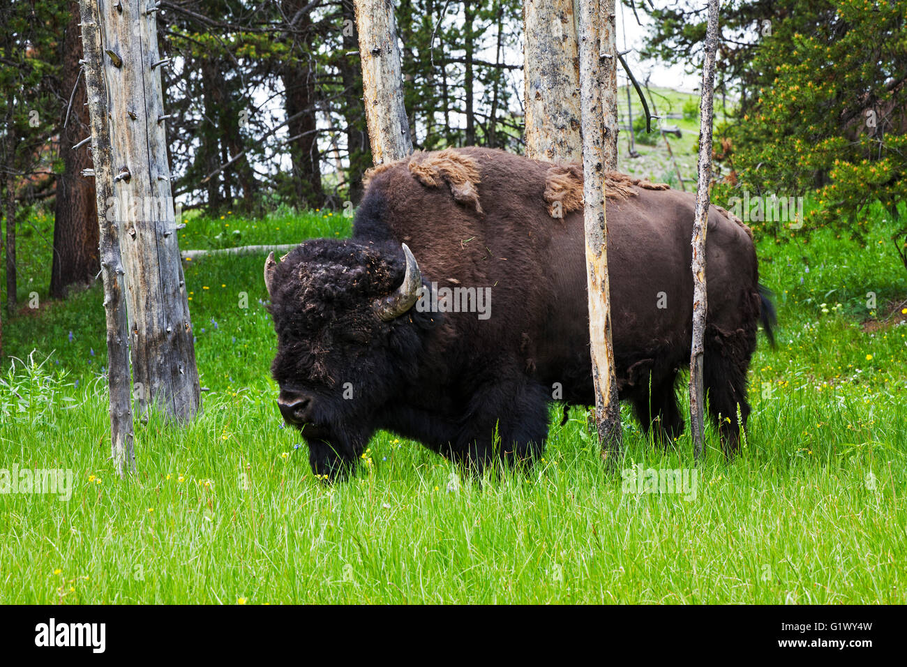 Amerikanische Bison Bison Bison männlich unter Pinien de bellte sie Dunraven Pass Yellowstone Nationalpark Wyoming USA Stockfoto