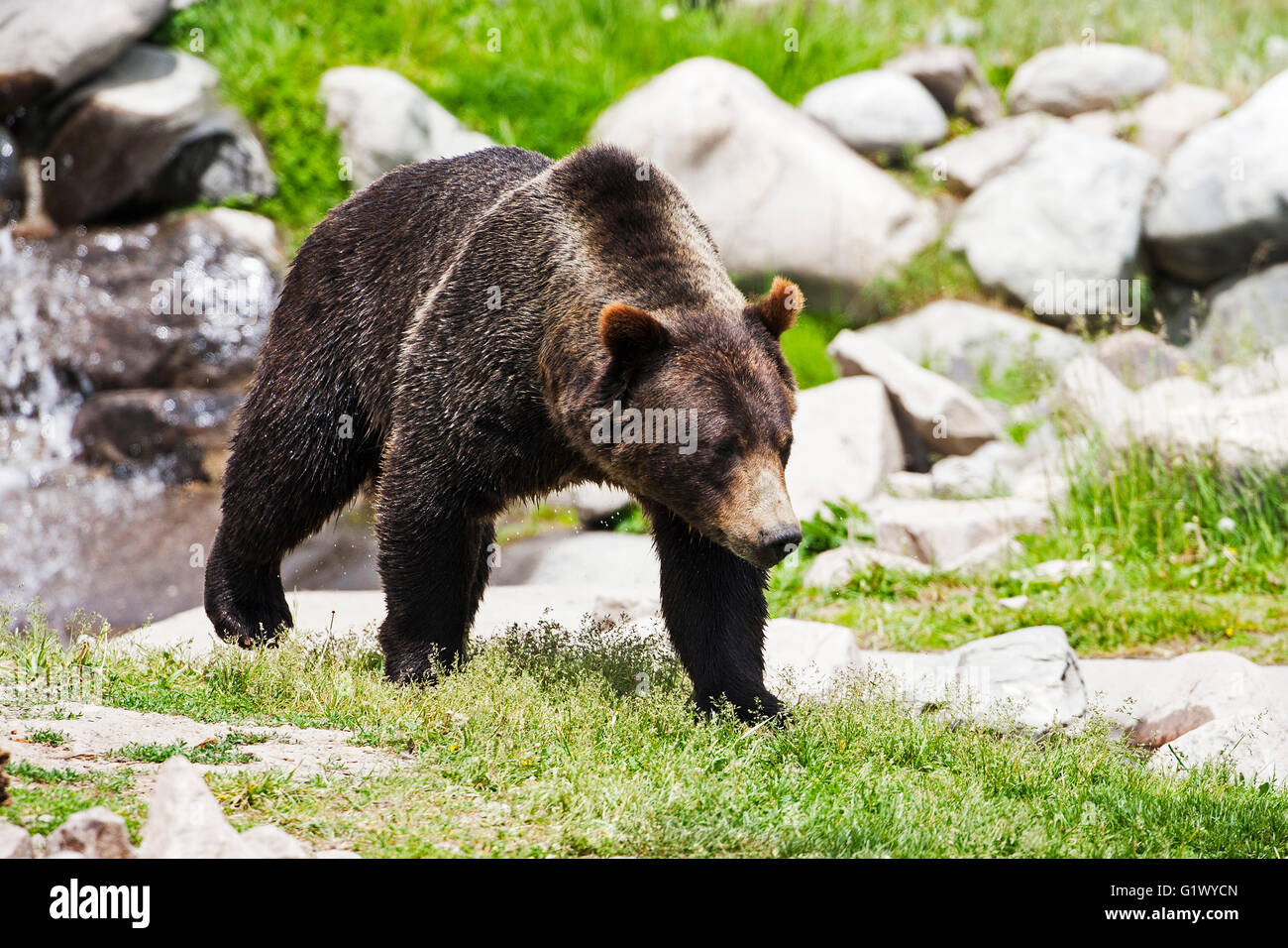 Grizzly Bär Ursus Arctos in der Grizzly and Wolf Discovery West Yellowstone Montana USA Juni 2015 (Captive) Stockfoto