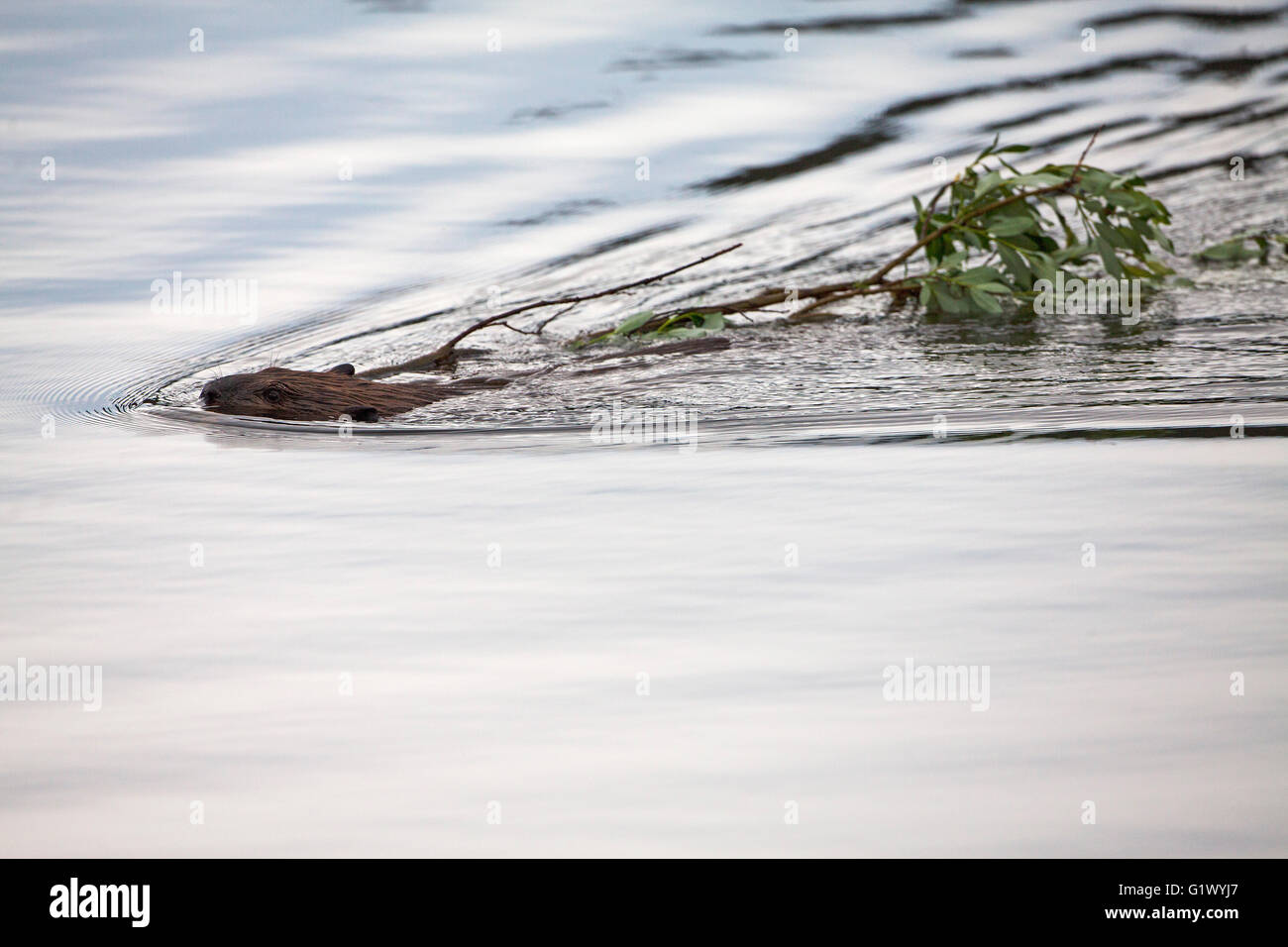 Amerikanischer Biber Castor Canadensis Abschleppen Essen Filiale Lily Lake Rocky Mountain National Park Colorado USA Juni 2015 Stockfoto