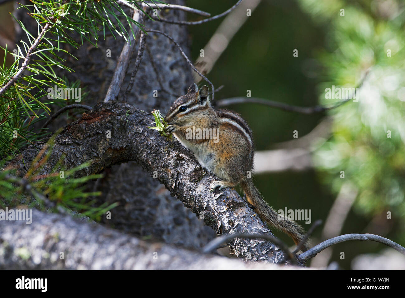 Wenigsten Streifenhörnchen Tamias Zip mit Lebensmitteln gehockt Lodgepole Pine Pinus Contorta Rock Creek Vista Point Montana USA Juni 2015 Stockfoto