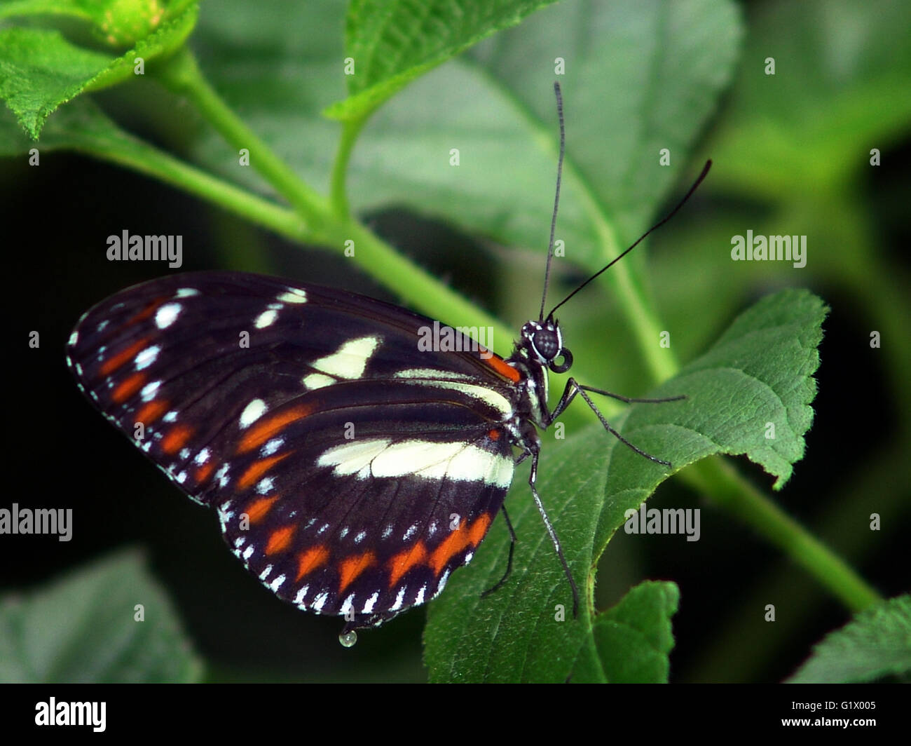 Schmetterling auf Anlage Stockfoto