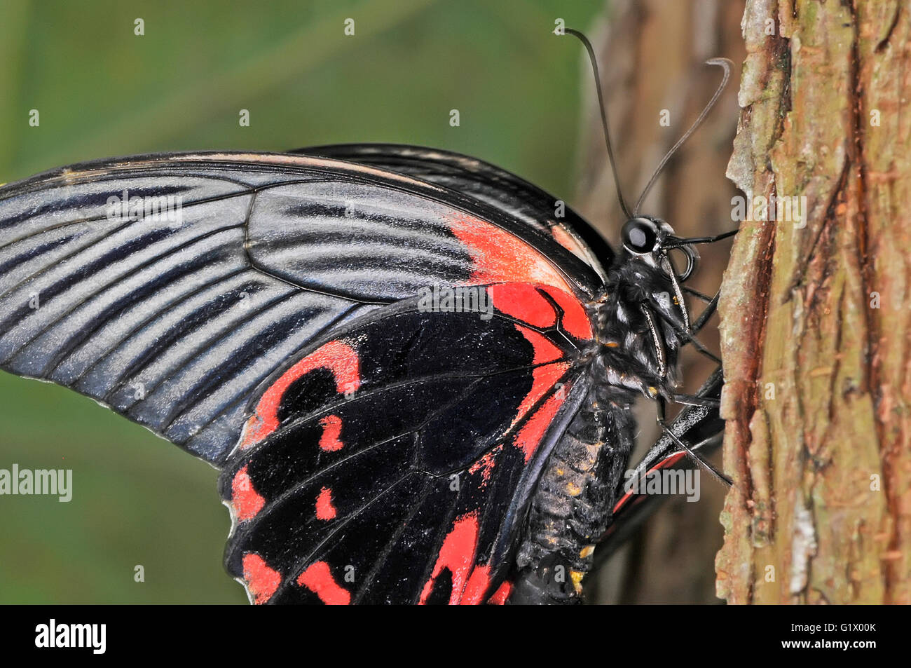 Schmetterling, Papilio rumanzovia Stockfoto